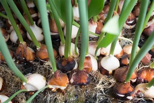 cuantos-tulipanes-de-una-bombilla