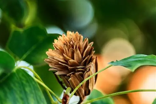 semi dell'albero dei tulipani