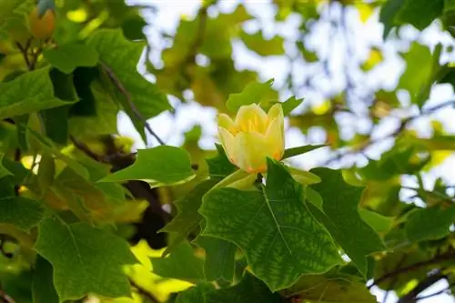 infestación de hongos en el árbol de tulipanes