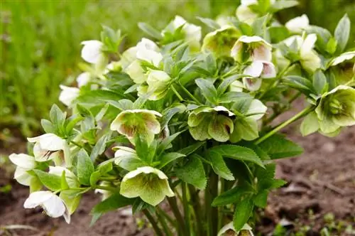 Wat om na tulpe te plant? Wenke vir die leë bed