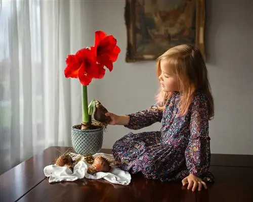 Cómo alargar la vida de tu planta de amarilis