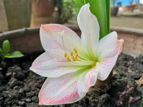 amaryllis-blomma-hänger