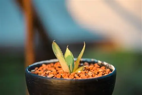 agave auringonpolttama