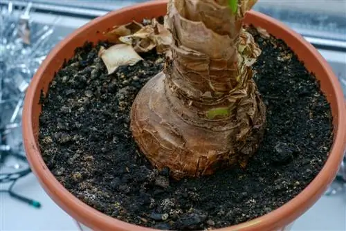 amaryllis rødder rådne