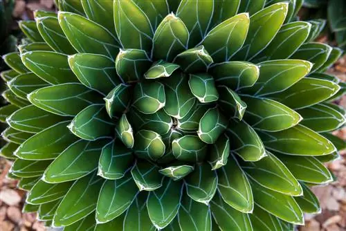 agave sukkulent