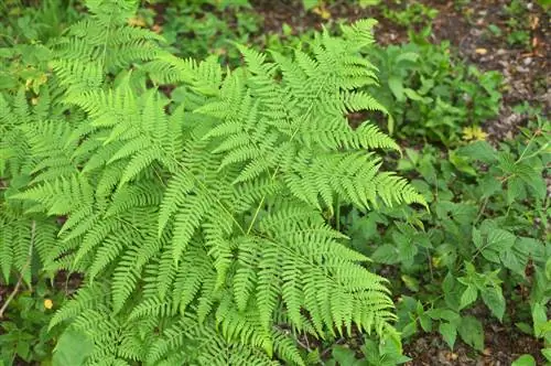 gjenkjenne bracken