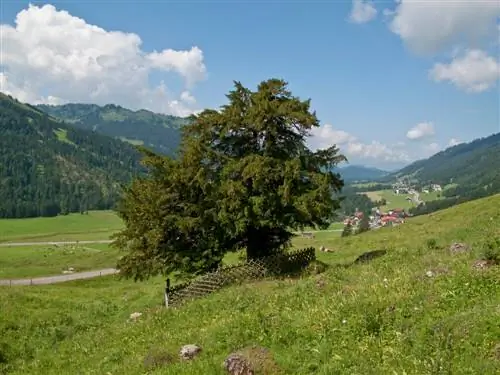 Venerable and mystical: Discover the oldest yew tree in the world