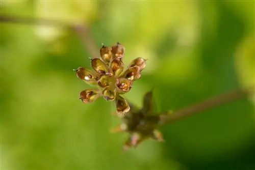 marsh ringblomst frø