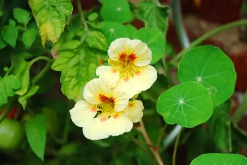 tomater og nasturtiums