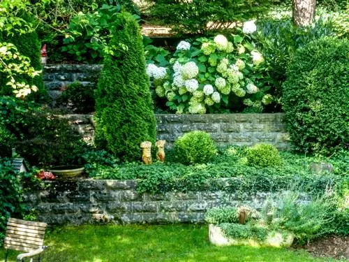 Bardissa mixta perfecta: combinació de thuja i llorer cirera