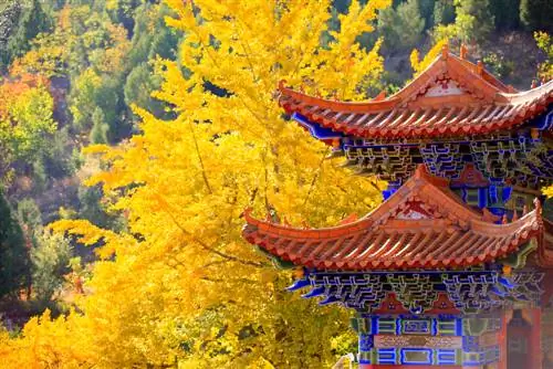 Ginkgo: The oldest tree in the world - Where is it?