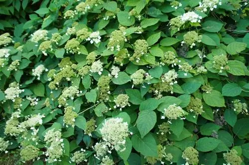 klimhortensia as grondbedekking