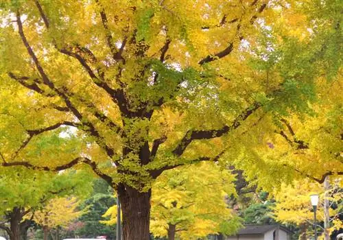 The oldest ginkgo in Germany: Its history & location