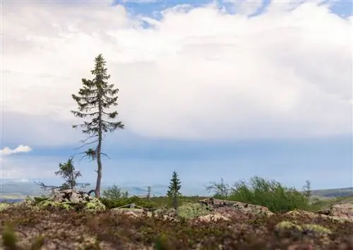 Le plus vieux épicéa du monde : le vieux Tjikko et ses 9 550 ans