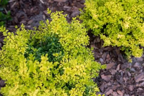 privet ground cover