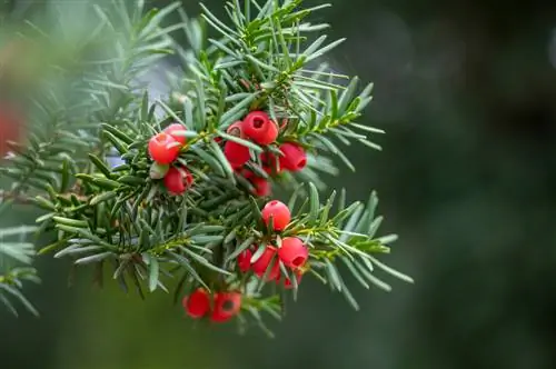 Yews: Кызыктуу тарыхы бар урматтуу дарак