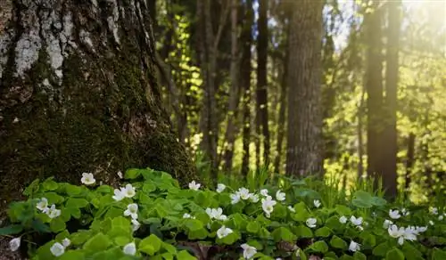 trébol en el bosque