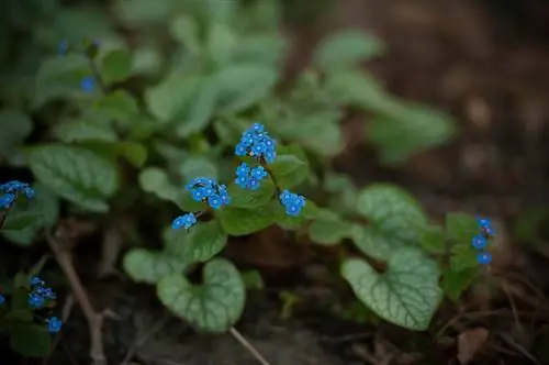 Cobertura del suelo con flores: hermosas especies de nomeolvides