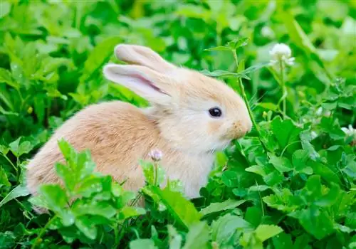 Clover li luav zaub mov: noj qab nyob zoo, tshiab zaub mov los ntawm ntuj