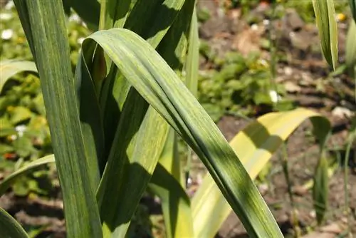 las hojas de cebolla ornamental se vuelven amarillas