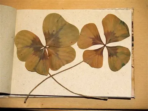 Drying clover made easy: explained step by step