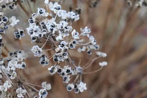 escarcha de cebolla ornamental