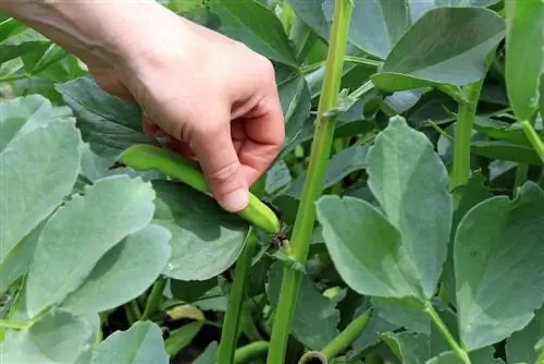 Pag-aalaga ng broad beans nang maayos: Kailangan bang kurutin?