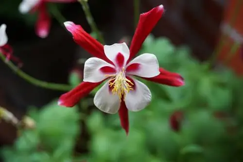 Columbine en el balcón: consejos para el cuidado del cultivo en macetas