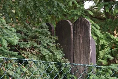 taxus-afstand-buurman