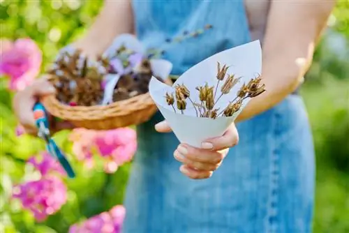 Propagació de la colombina per llavors