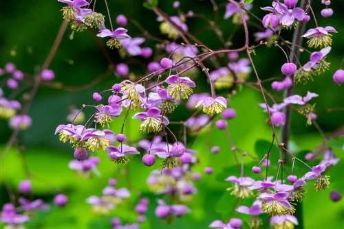 Tumbuhan seperti Columbine