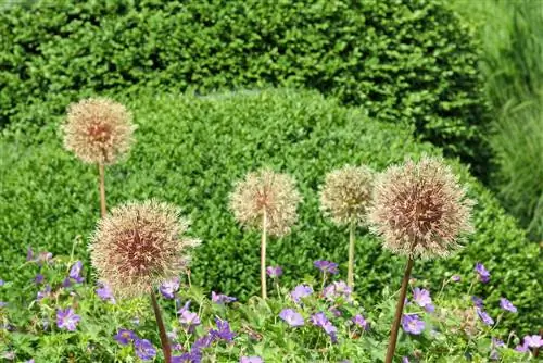 Tagliare i fiori ornamentali della cipolla