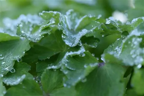 Akeleje og Frost: Hvor frosthårdfør er denne smukke staude?