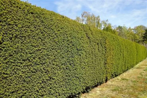 Tejo como seto: nuestra experiencia con esta elección de planta