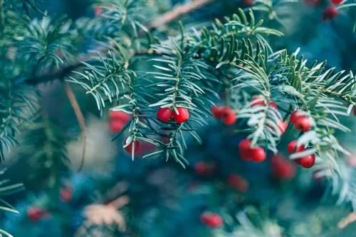 taxus-als-kerstboom