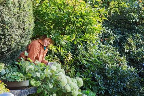 Combineer taxus: geschikte planten voor een gemengde haag