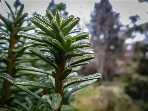 taxus staunaesse