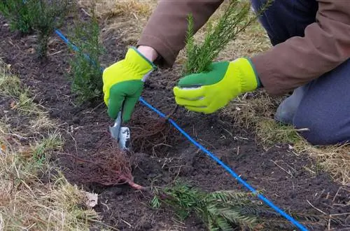 Yew немесе Thuja: сіздің бақшаңызға қай хеджирлеуші өсімдік сәйкес келеді?