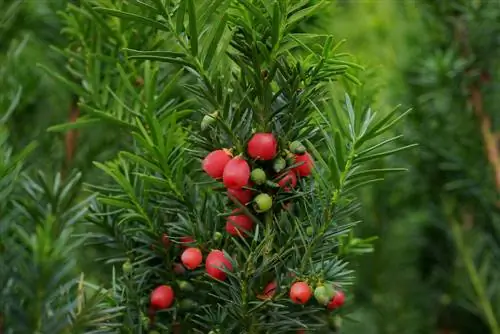 Variedades de tejo: una descripción general de las más bellas para tu jardín