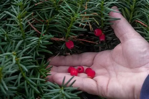 Yew: esiste una varietà non velenosa per il giardino?