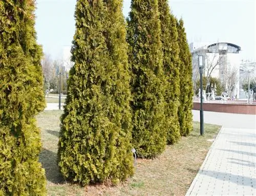 yew кипарис