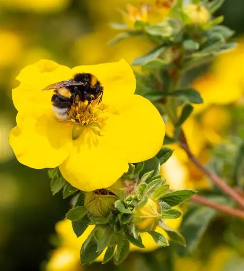 Binas favorit Cingramushch: blommor och mat