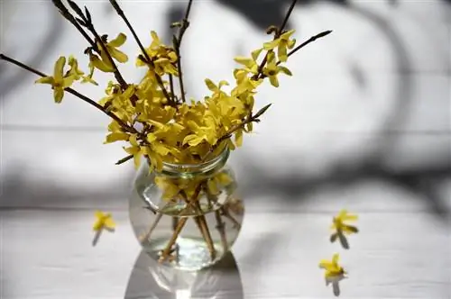 forsythia vase