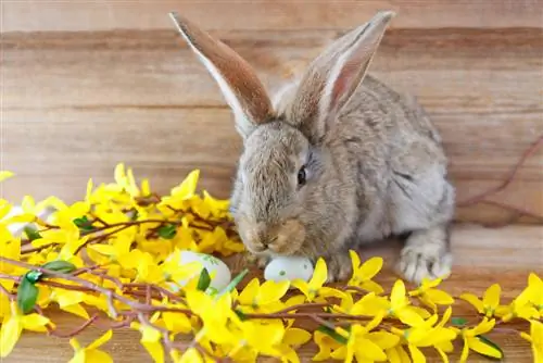 Os coelhos podem roer galhos de forsítia?