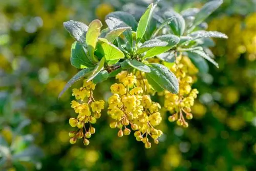 Alternatif Forsythia: Cantik dan ramah serangga