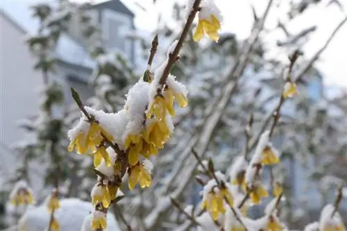 Wintersorg vir forsythia: beskerming en snoei