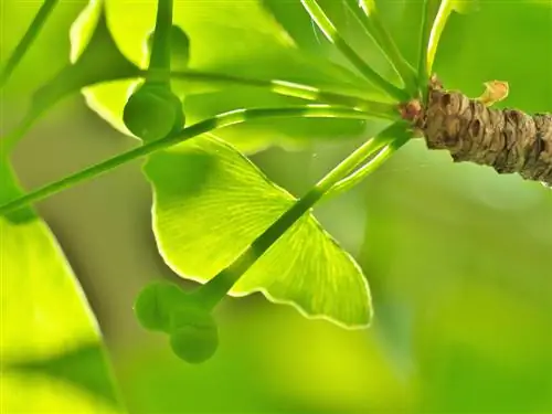 ginko sončne opekline