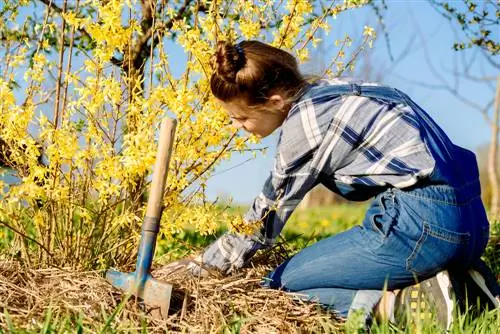 forsythia-በአክሲዮን