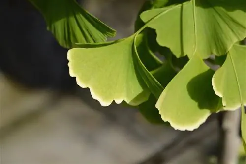 Ginkgo og svampeangreb: Hvor modtageligt er træet egentlig?