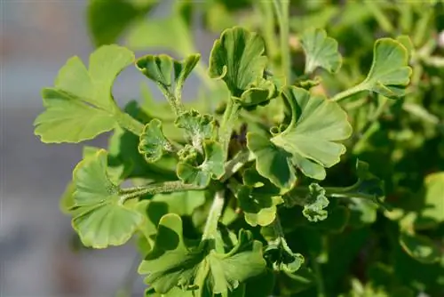 arbusto de gingko